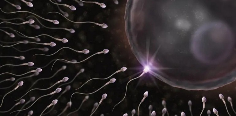 Eşeyli Üreme Nedir?