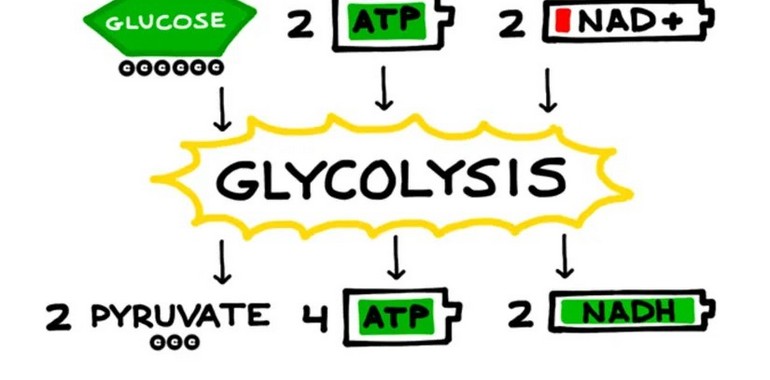 Glikoliz Nedir? Hücrede Glikoz Nasıl Parçalanır?