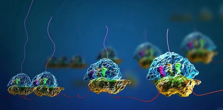 Translasyon Nedir? mRNA'dan Protein Nasıl Üretilir?