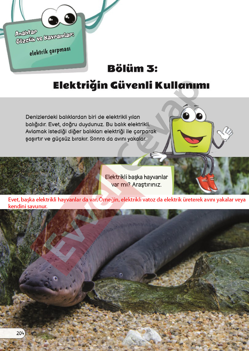3-sinif-fen-bilimleri-ders-kitabi-cevaplari-sayfa-204