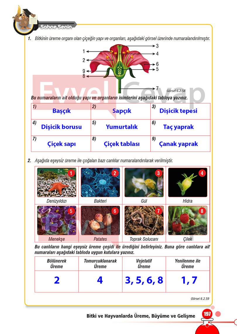 7-sinif-fen-bilimleri-ders-kitabi-cevaplari-sayfa-197