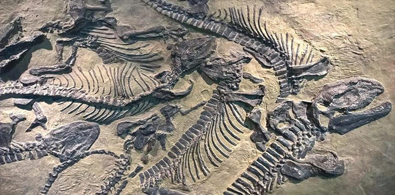 Dinozorların Fosilleri Nasıl Bulundu?