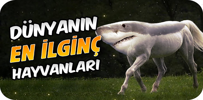 Dünya'daki En İlginç Hayvanlar