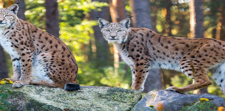 Hayvanların Eşsiz Savunma Mekanizmaları