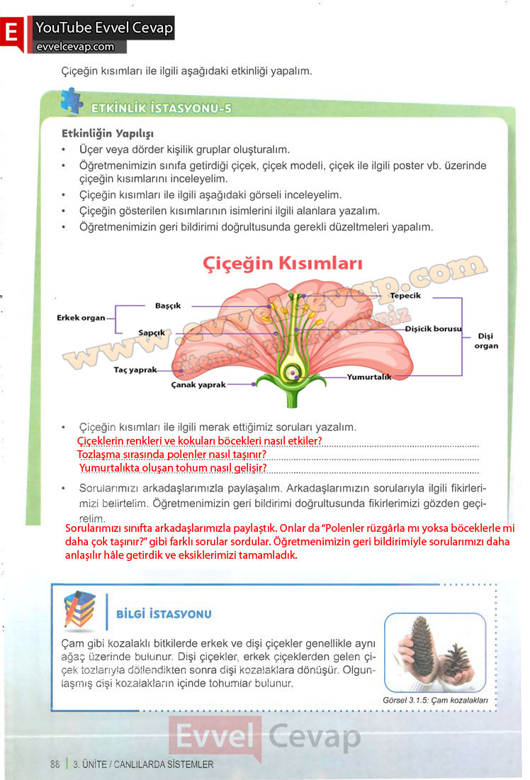 6-sinif-fen-bilimleri-ders-kitabi-cevabi-meb-yayinlari-1-kitap-sayfa-88