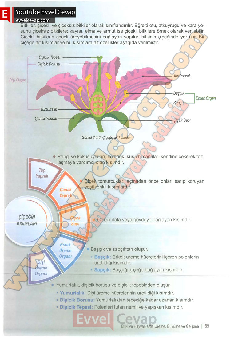 6-sinif-fen-bilimleri-ders-kitabi-cevabi-meb-yayinlari-1-kitap-sayfa-89