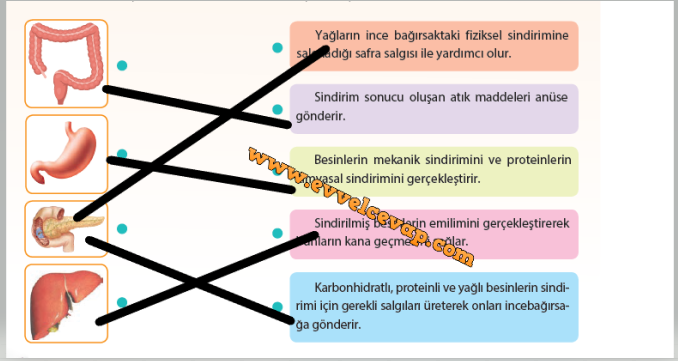 6. Sınıf Sevgi Yayınları Fen Bilimleri Ders Kitabı Sindirim Sistemi ...