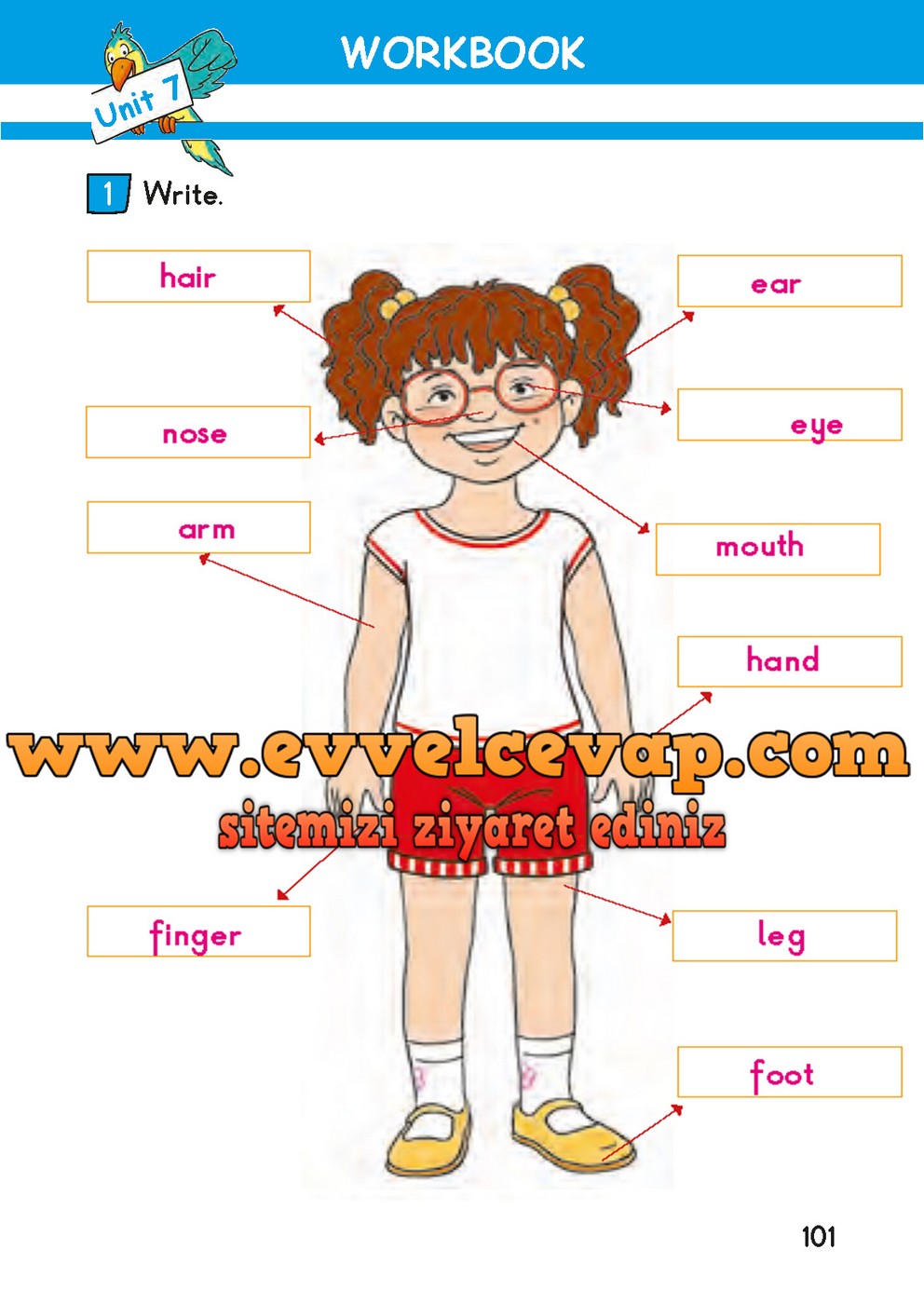 2. Sınıf Bilim Kültür Yayınları İngilizce Çalışma Kitabı Sayfa 101 Cevabı