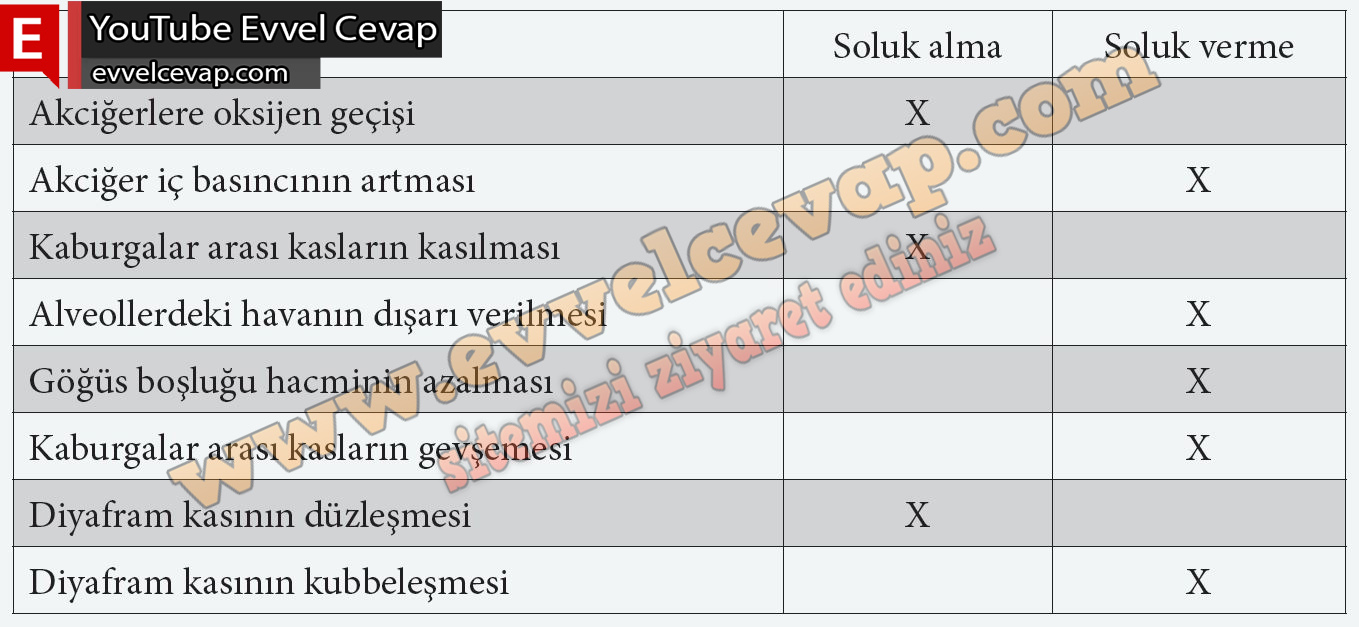 11. Sınıf Biyoloji Meb Yayınları Ders Kitabı Cevapları Sayfa 150