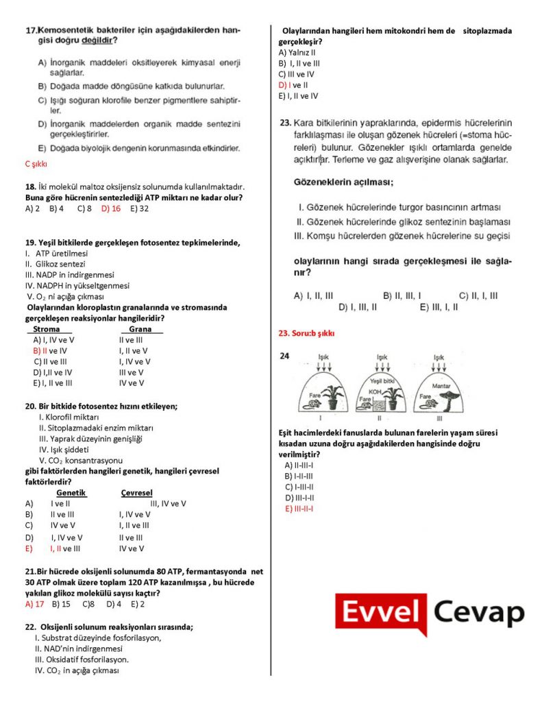 12. Sınıf Biyoloji 1. Dönem 2. Yazılı Soruları