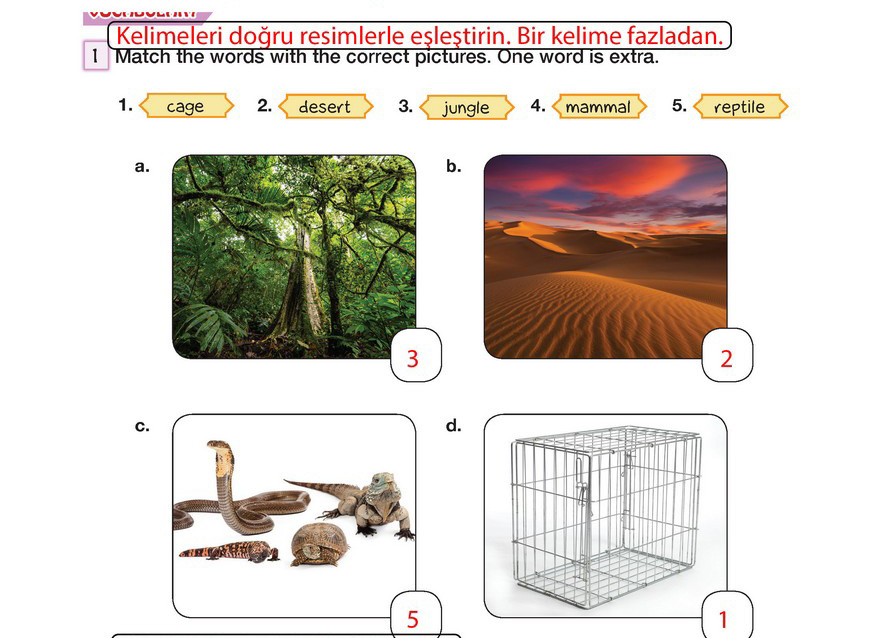 Match the pictures to the correct