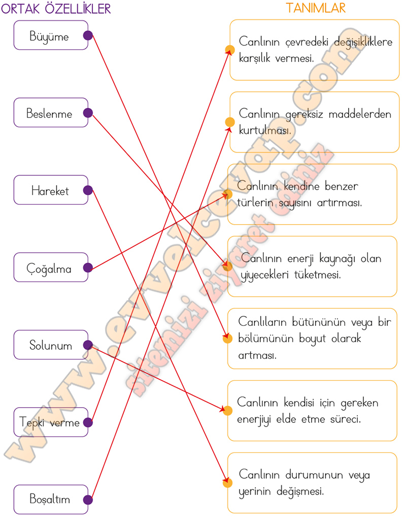 türkçe çalışma kitabı 3 sınıf 118 cevapları