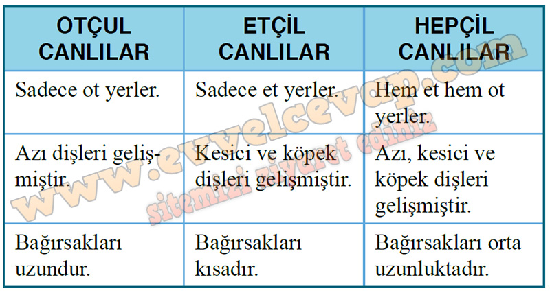 10. Sınıf Biyoloji Kavram Öğretimi Kitabı Cevapları Sayfa 130