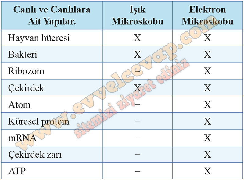 9. Sınıf Biyoloji Kavram Öğretimi Kitabı Cevapları Sayfa 100