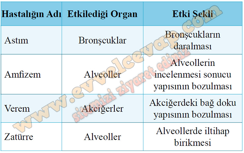 11. Sınıf Biyoloji Kavram Öğretimi Kitabı Cevapları Sayfa 114