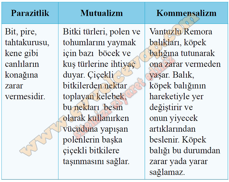 11. Sınıf Biyoloji Kavram Öğretimi Kitabı Cevapları Sayfa 124