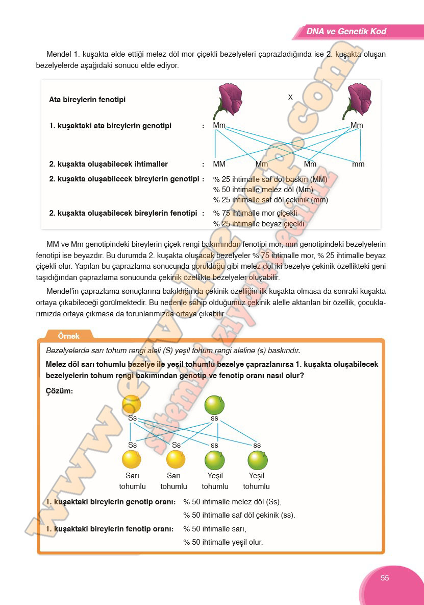 8-sinif-fen-bilimleri-ders-kitabi-cevabi-ata-yayinlari-sayfa-55