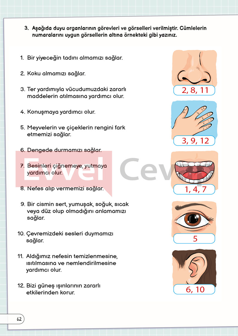 3-sinif-fen-bilimleri-ders-kitabi-cevaplari-sayfa-62