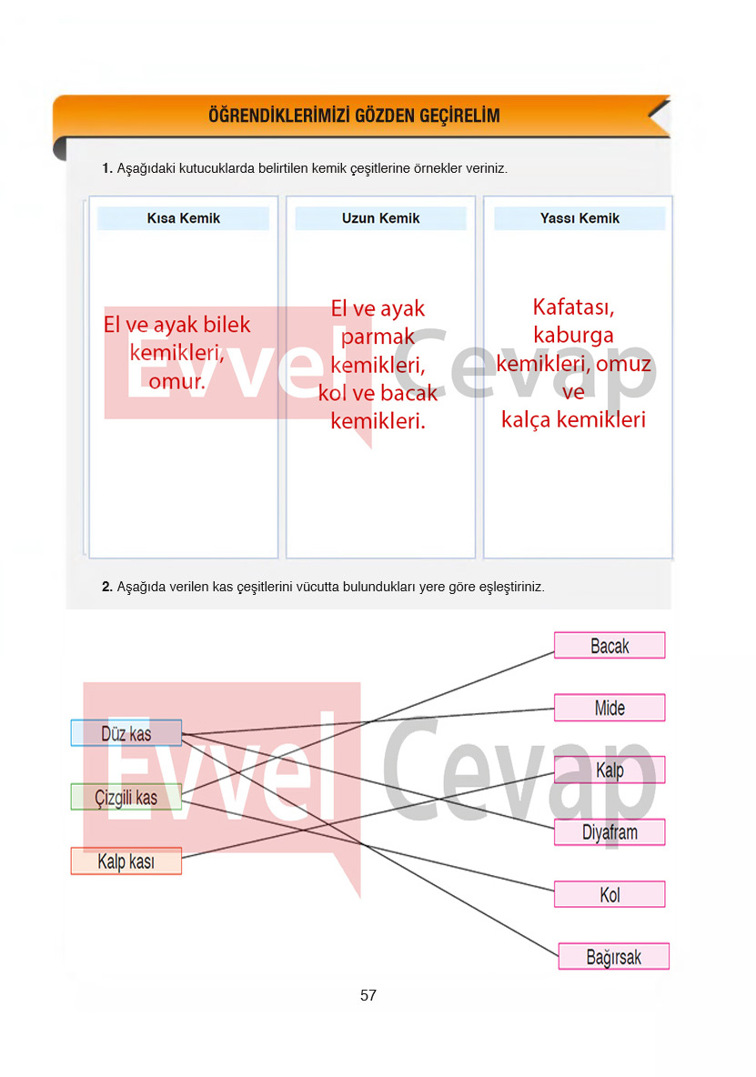 6-sinif-fen-bilimleri-ders-kitabi-cevaplari-gun-yayincilik-sayfa-57