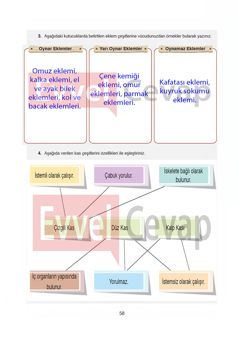 6-sinif-fen-bilimleri-ders-kitabi-cevaplari-gun-yayincilik-sayfa-58