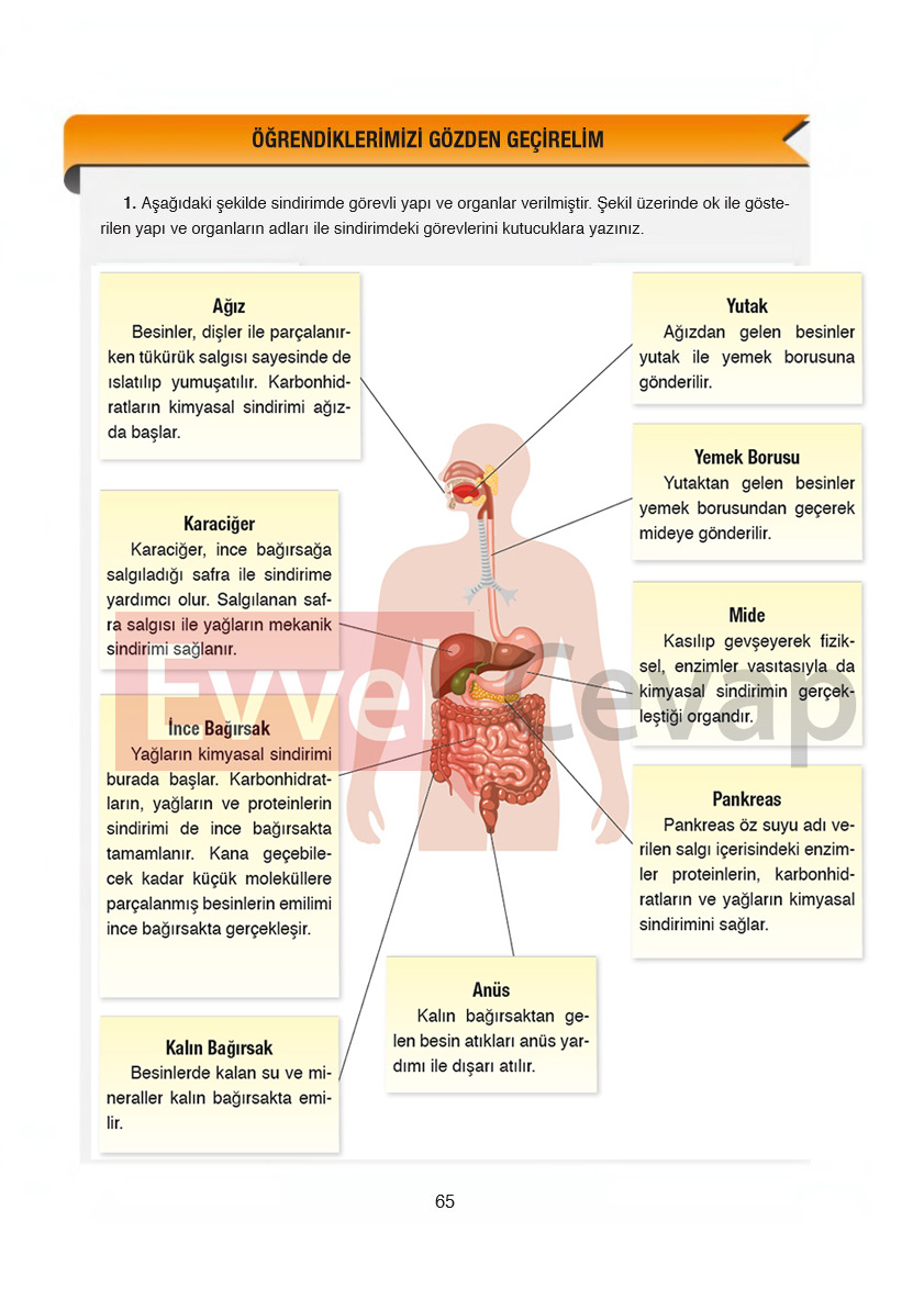 6-sinif-fen-bilimleri-ders-kitabi-cevaplari-gun-yayincilik-sayfa-65