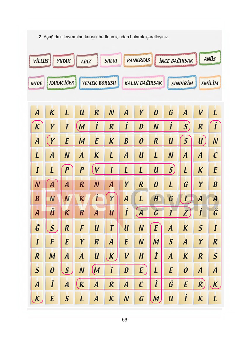 6-sinif-fen-bilimleri-ders-kitabi-cevaplari-gun-yayincilik-sayfa-66