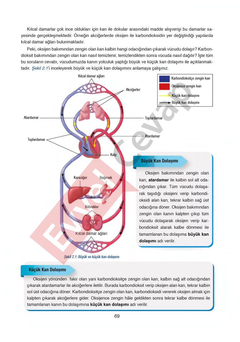 6-sinif-fen-bilimleri-ders-kitabi-cevaplari-gun-yayincilik-sayfa-69