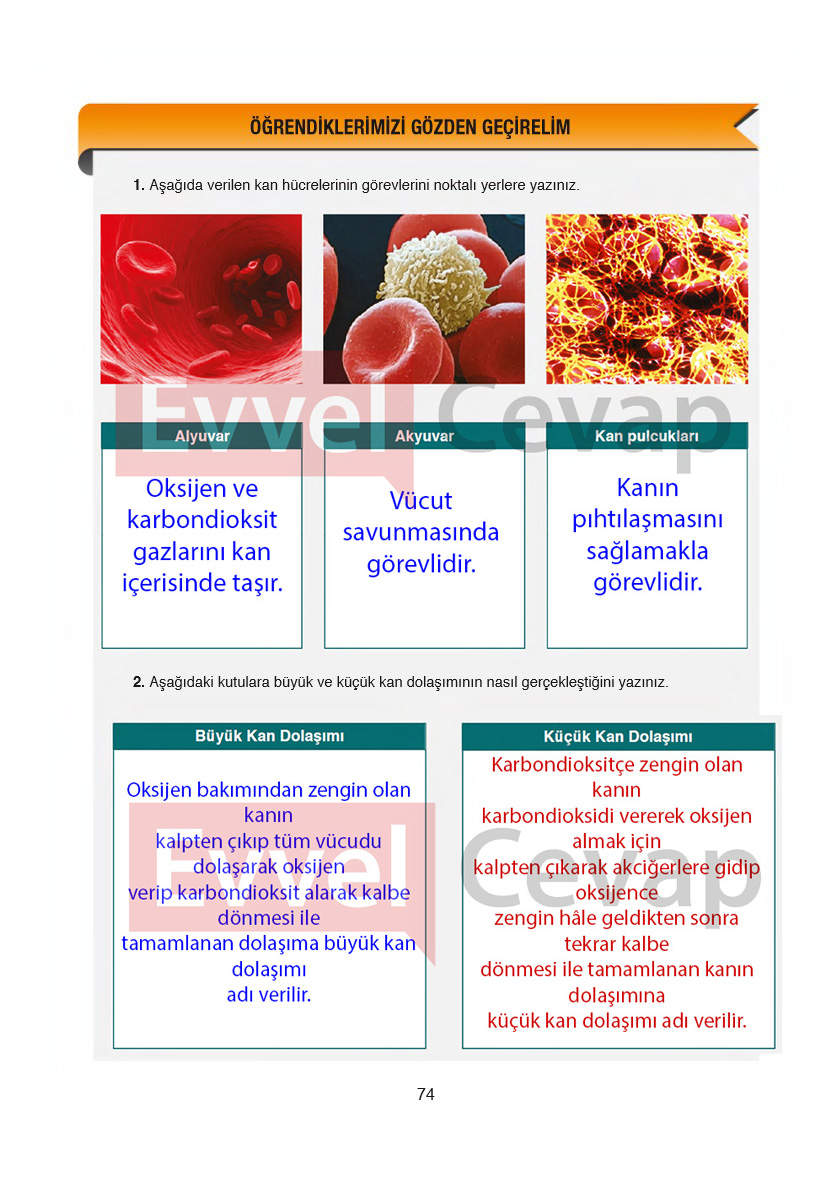 6-sinif-fen-bilimleri-ders-kitabi-cevaplari-gun-yayincilik-sayfa-74