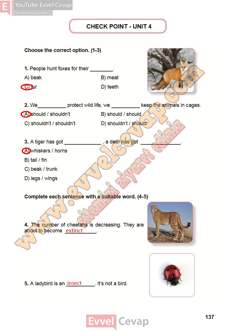 7-sinif-ingilizce-meb-ders-kitabi-cevabi-sayfa-137
